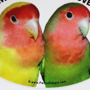 Peach Faced Lovebird Parrot Exotic Bird Vinyl Decal Bumper Sticker