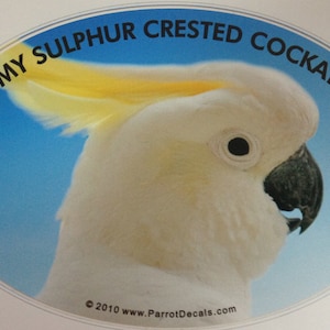 Lesser Sulphur Crested Cockatoo Parrot Exotic Bird Vinyl Decal Bumper Sticker