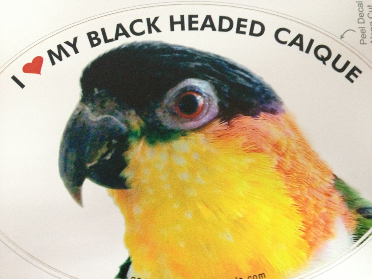 Black Headed Caique black Capped Caique Parrot Exotic Bird Etsy