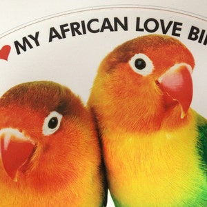 Fischer&#39;s Lovebird Parrot Vinyl Decal: Exotic Bird Bumper Sticker