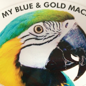 Blue & Gold Macaw Parrot Exotic Bird Vinyl Decal Bumper Sticker