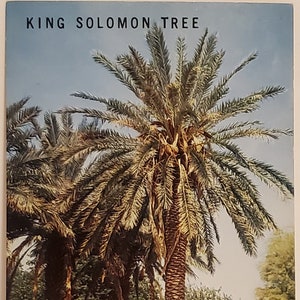 Carte postale CA King Solomon Tree Coachella Valley Californie
