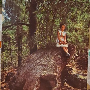 Carte postale MS Petrified Forest Flora Mississippi