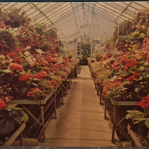 Carte postale OH Greenhouse at Kingwood Center Garden Mansfield Ohio