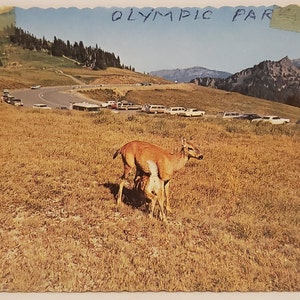 Carte Postale WA Hurricane Ridge Olympic National Park Washington
