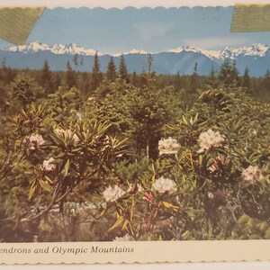 Carte postale WA Rhododendrons et Olympic Mountains Washington