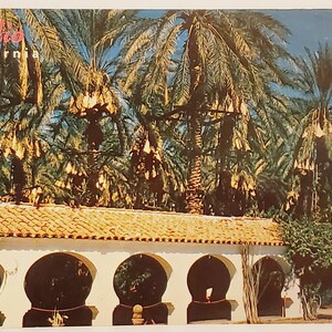 Cartolina CA Date Palms Indio California