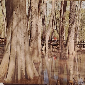 Carte postale MS Natchez Trace Parkway Cypress Swamp Natchez Mississippi