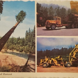 Post Card CA The Redwood Harvest California