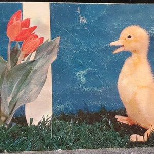 May include: A yellow duckling with its beak open, looking at three red tulips with green leaves. The background is blue with white stripes.