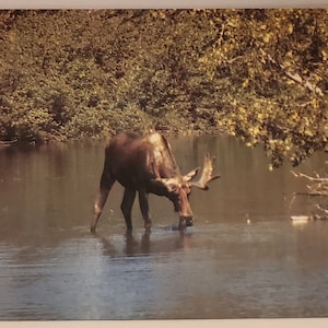 Cartão Postal Animais Alce brasil