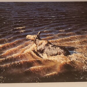 Cartão Postal Animais The Moose brasil