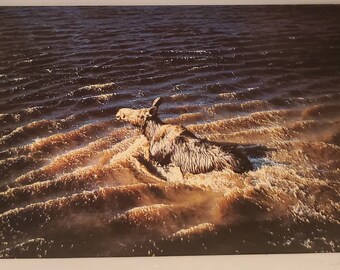 Animali da cartolina The Moose Canada