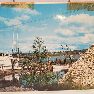Carte postale Huîtres de l'océan Pacifique WA Washington