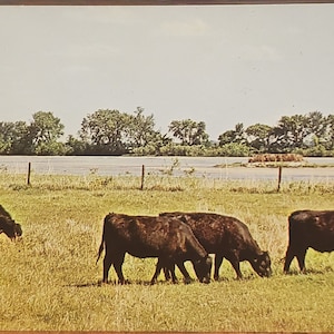 Carte postale NE Black Angus au Nebraska