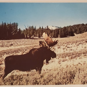 Cartão Postal Animais Shiras Moose Wyoming
