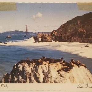 Postal CA Seal Rocks San Francisco California