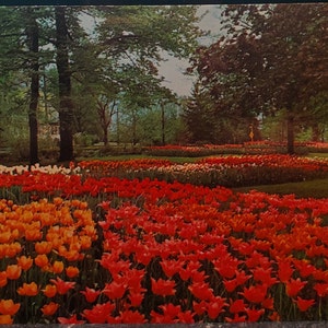 Carte postale OH Tulip Display Kingwood Center Garden Mansfield Ohio