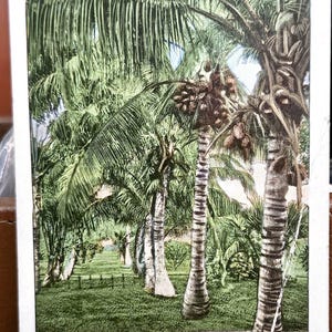 Może przedstawiać: Vintage pocztówka przedstawiająca malowniczy widok na drzewa kokosowe na Florydzie. Obraz przedstawia rząd wysokich palm z bujnymi zielonymi liśćmi, kokosami i trawnikiem. Tekst "COCOANUT TREES, FLORIDA" znajduje się na górze.