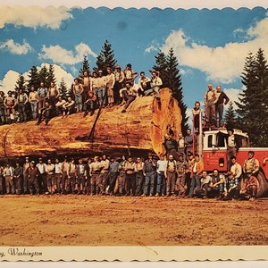 Carte Postale WA Bûche de Sapin Géant Washington