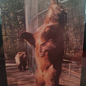 Cartolina postale ND Dakota Zoo Bismarch North Dakota
