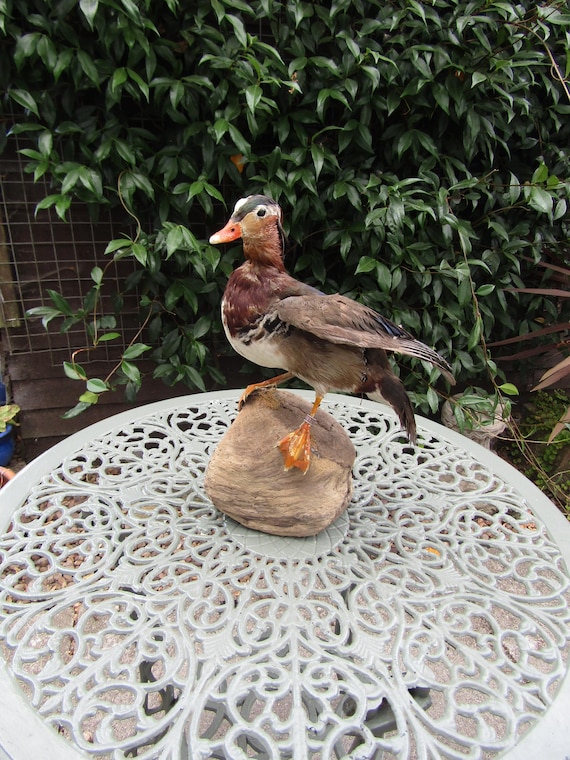 Taxidermy Mandarin Duck