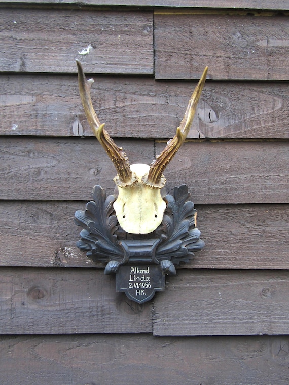 Roe Deer Antlers Mounted On Black Forest Mount