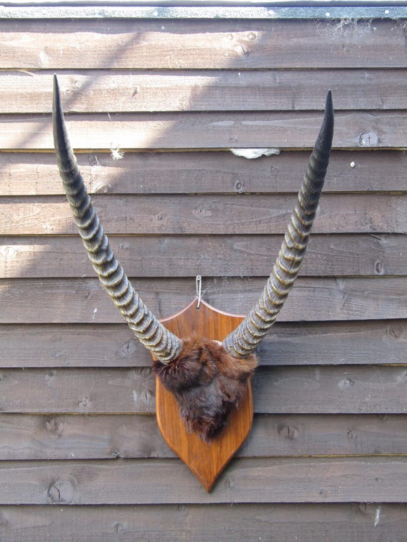 Large Vintage Taxidermy Mounted African Water Buck Horns on Shield