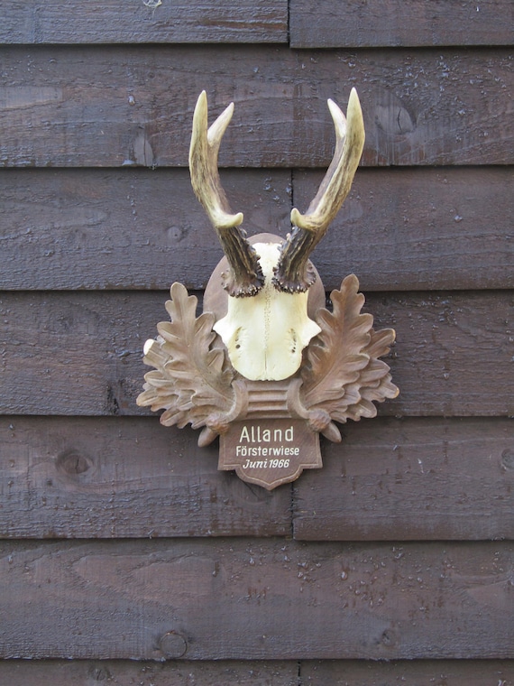 Roe Deer Antlers Mounted On Black Forest Mount