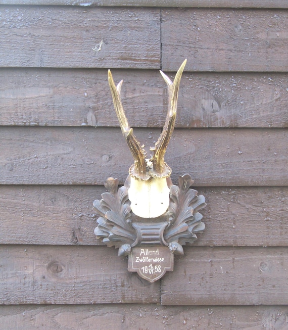 Roe Deer Antlers Mounted On Black Forest Mount