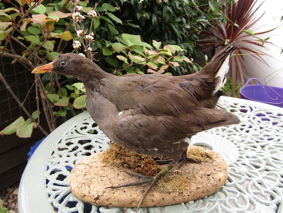 TAXIDERMY COMMON MOORHEN  (Gallinula chloropus) Label from Doncaster Museum.