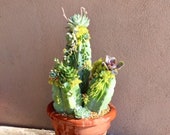 Mother 39 s Day unique Succulent Cactus gift