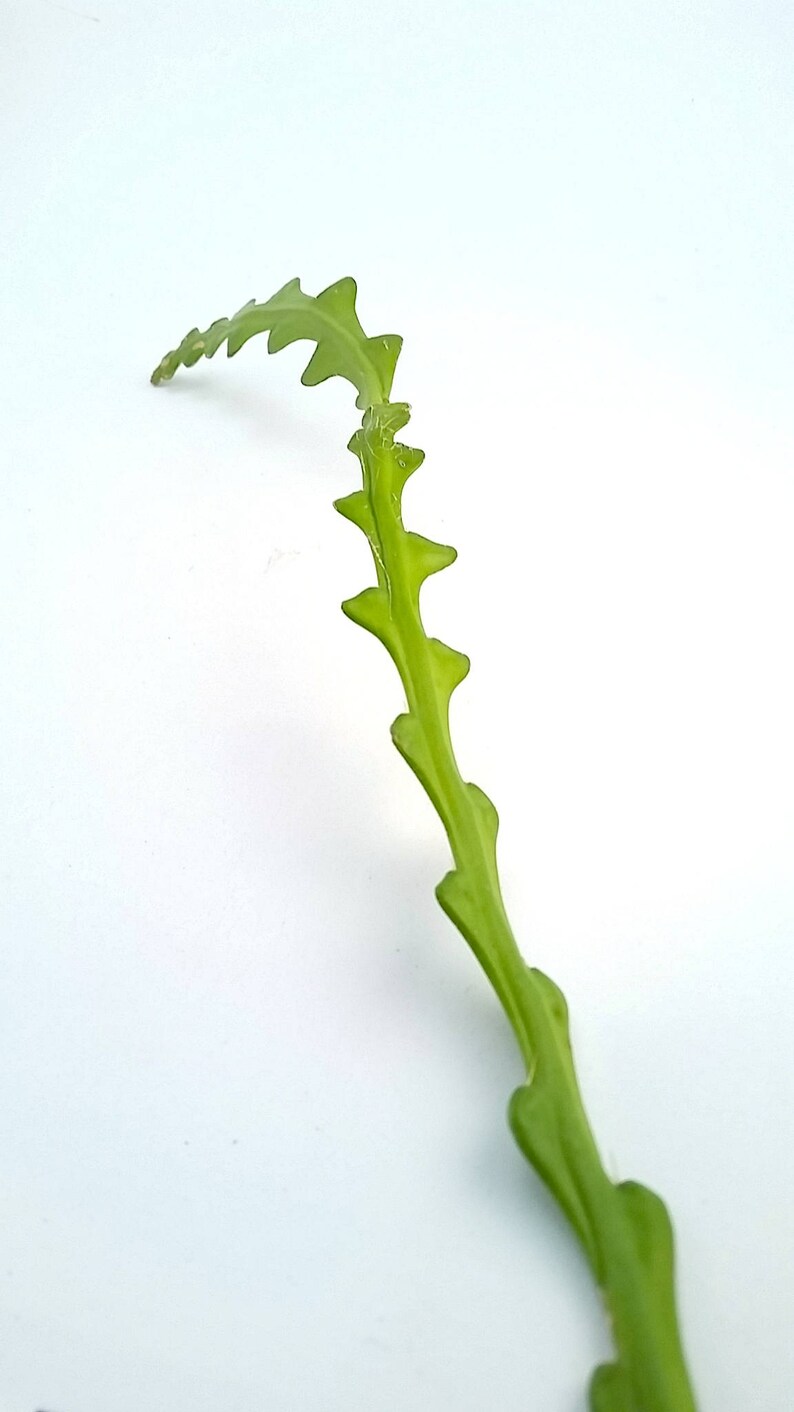 Fishbone Cactus Cutting Rare Cactus Epiphyllum Transplant House Plant Orchid Cactus Zig Zag Cactus Ric Rac Cactus Epiphyllum Anguliger