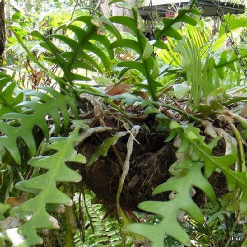 Fishbone Cactus Cutting Rare Cactus Epiphyllum Transplant House Plant Orchid Cactus Zig Zag Cactus Ric Rac Cactus Epiphyllum Anguliger
