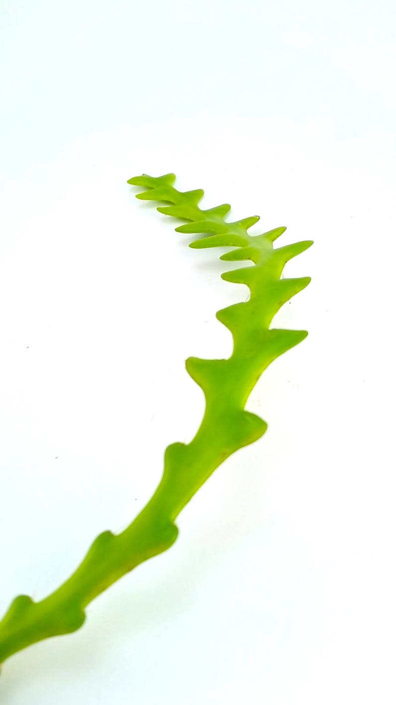Fishbone Cactus Cutting Rare Cactus Epiphyllum Transplant House Plant Orchid Cactus Zig Zag Cactus Ric Rac Cactus Epiphyllum Anguliger
