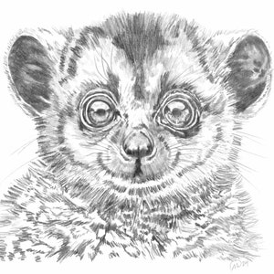 BUSHBABY Wildlife, dibujo a lápiz de 8,5 x 11 pulgadas, impresión del original en cartulina
