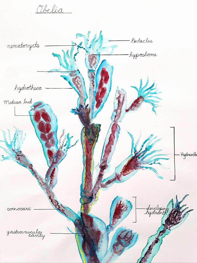 how does obelia differ from hydra how does obelia differ from hydra