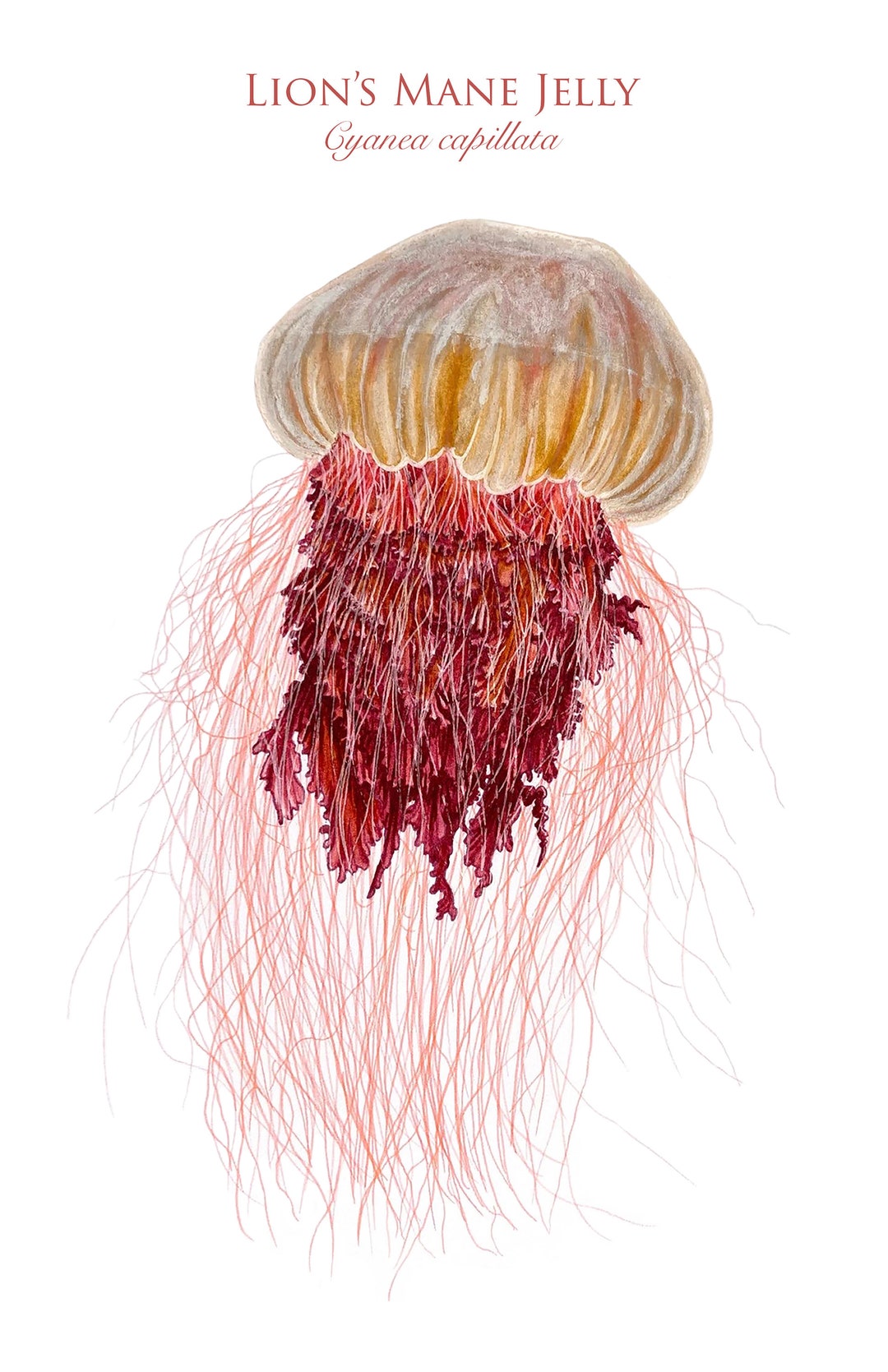 Lion's Mane Jelly Illustration Art Print/jellyfish Print - Etsy