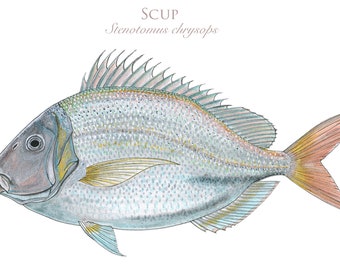 Scup Illustration Art Print