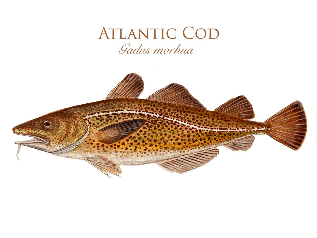Watercolour Cod Atlantic Cod Illustration Art Print - Etsy