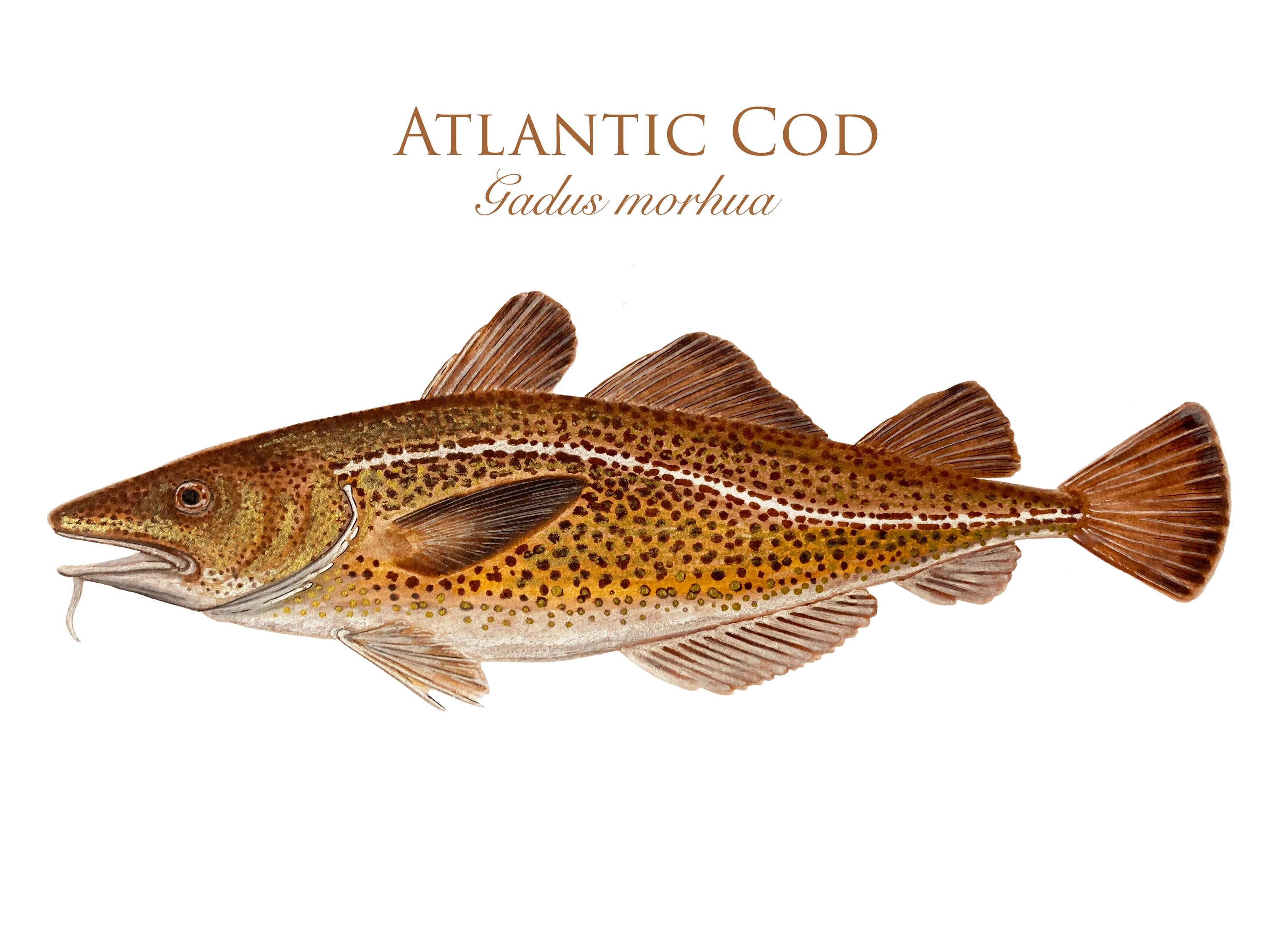 Atlantic Cod Illustration Art Print - Etsy