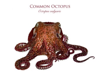 Common Octopus Illustration Art Print