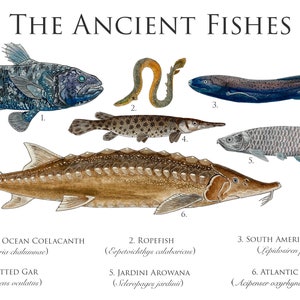 Ancient Fishes Illustration Art Print