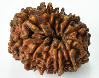 天然11面天然ルドラークシャ 100%オリジナル、活性化、認定済み - Etsy