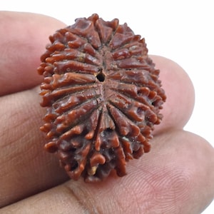 Natural Very Rare 18 Mukhi Natural Rudraksha Bead, 100% Energized and Certified, Rudraksha Pendant, Energized Beads