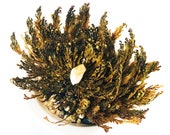 Rose of Jericho Resurrection Fern Live Plant Altar Tool Good Fortune Ritual Witchcraft Green Witch Live Fern Growing Plant