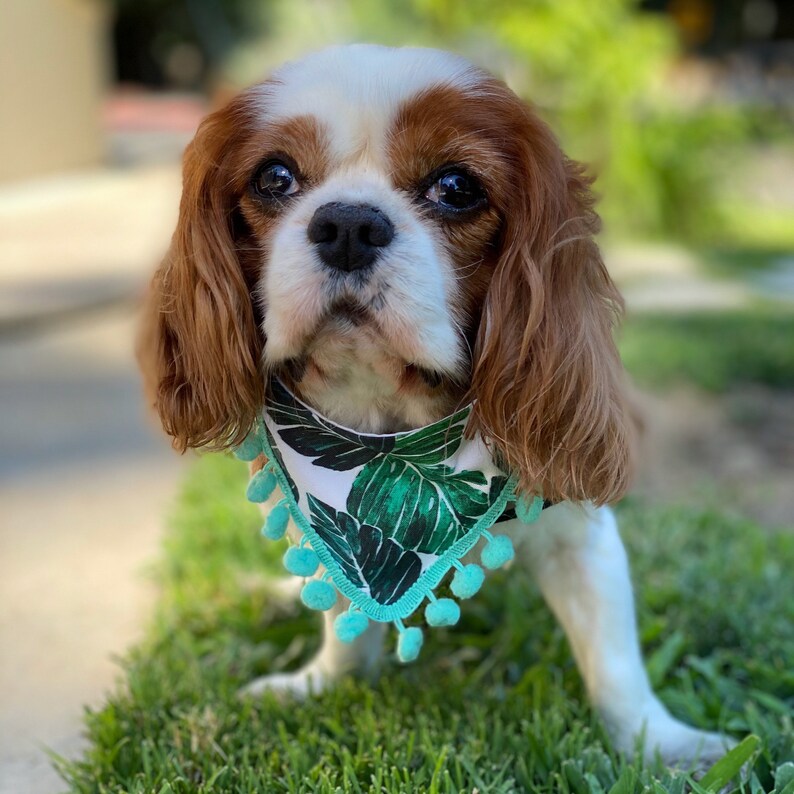 Dog Pom Pom Bandanas 100 Cotton Washable Lined Over 75 Etsy