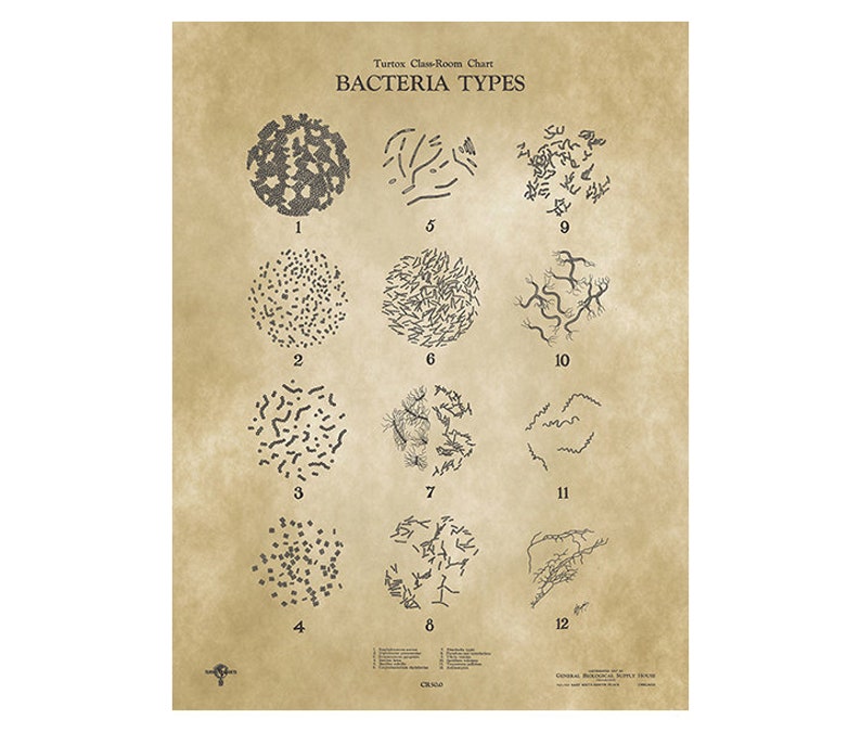 BACTERIA TYPES Scientific Poster Chart VINTAGE Print 1937 Classroom ...
