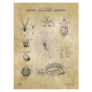 SPIDER ANATOMY - ARGIOPE Scientific  Poster Chart Vintage print 1939 classroom biology antique illustration art