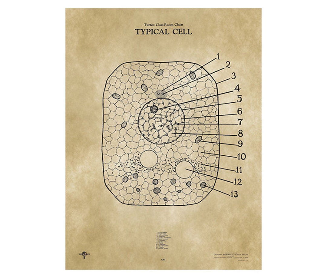 One Typical Cell Example TYPICAL CELL Scientific Poster Chart Vintage Print 1935 Classroom ...